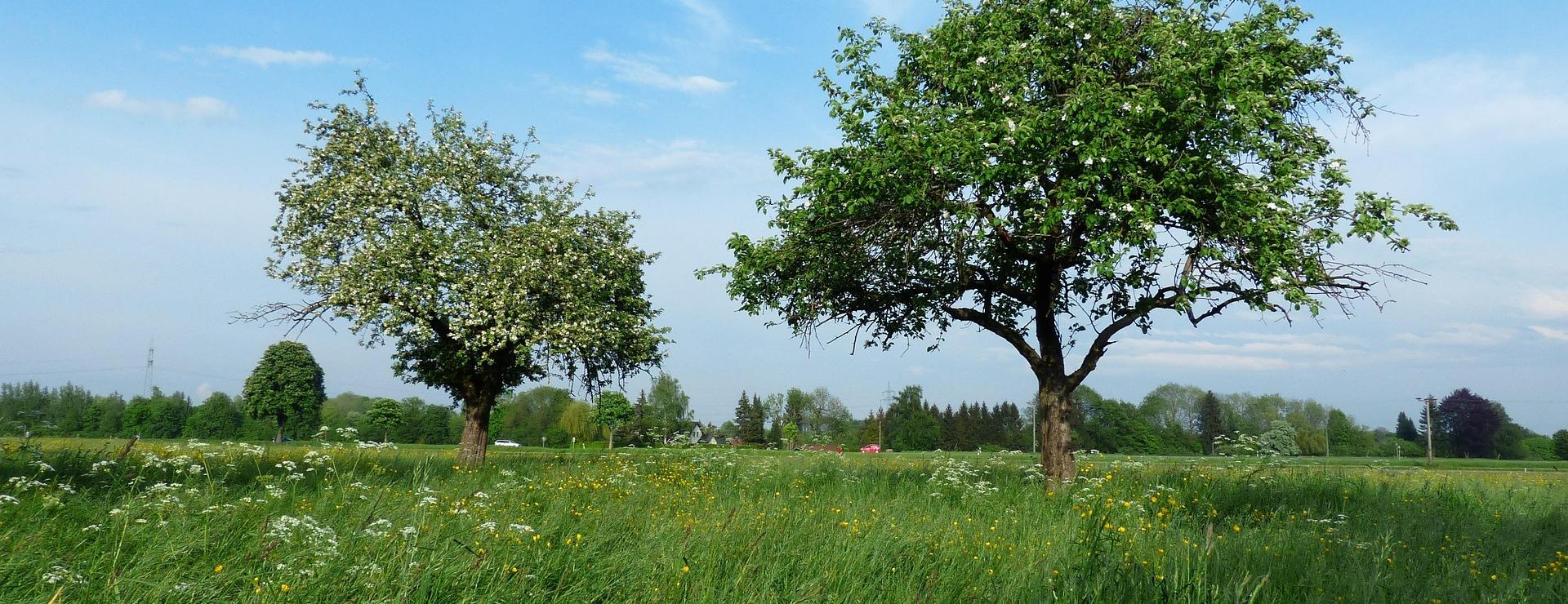 Geschäft Für Pflanzensamenbedarf -Geschäft Für Pflanzensamenbedarf apple trees 116373 1920