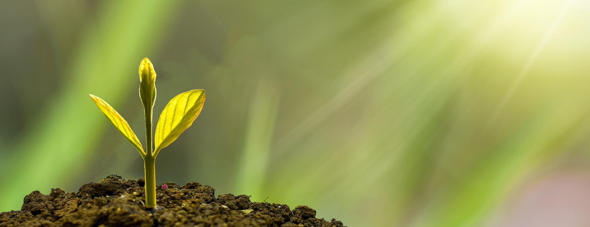 Geschäft Für Pflanzensamenbedarf -Geschäft Für Pflanzensamenbedarf investment 5241253 1920