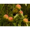 Pfirsich-Aprikose 'Pfirsicose®' -Geschäft Für Pflanzensamenbedarf peaches 8985 1920